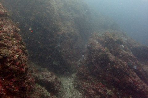 17july2022-izu-dougashima_dive-11.JPG