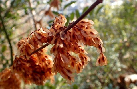 20dec2020-yagiyamakakamihara-46.jpg
