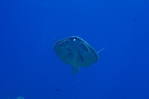 IMG_9521.jpg